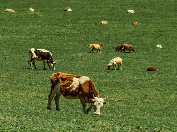 Bioactive 101: lactoferrin