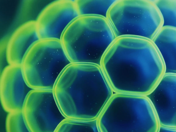 ARMRA® glossary: what’s a bioactive nutrient?