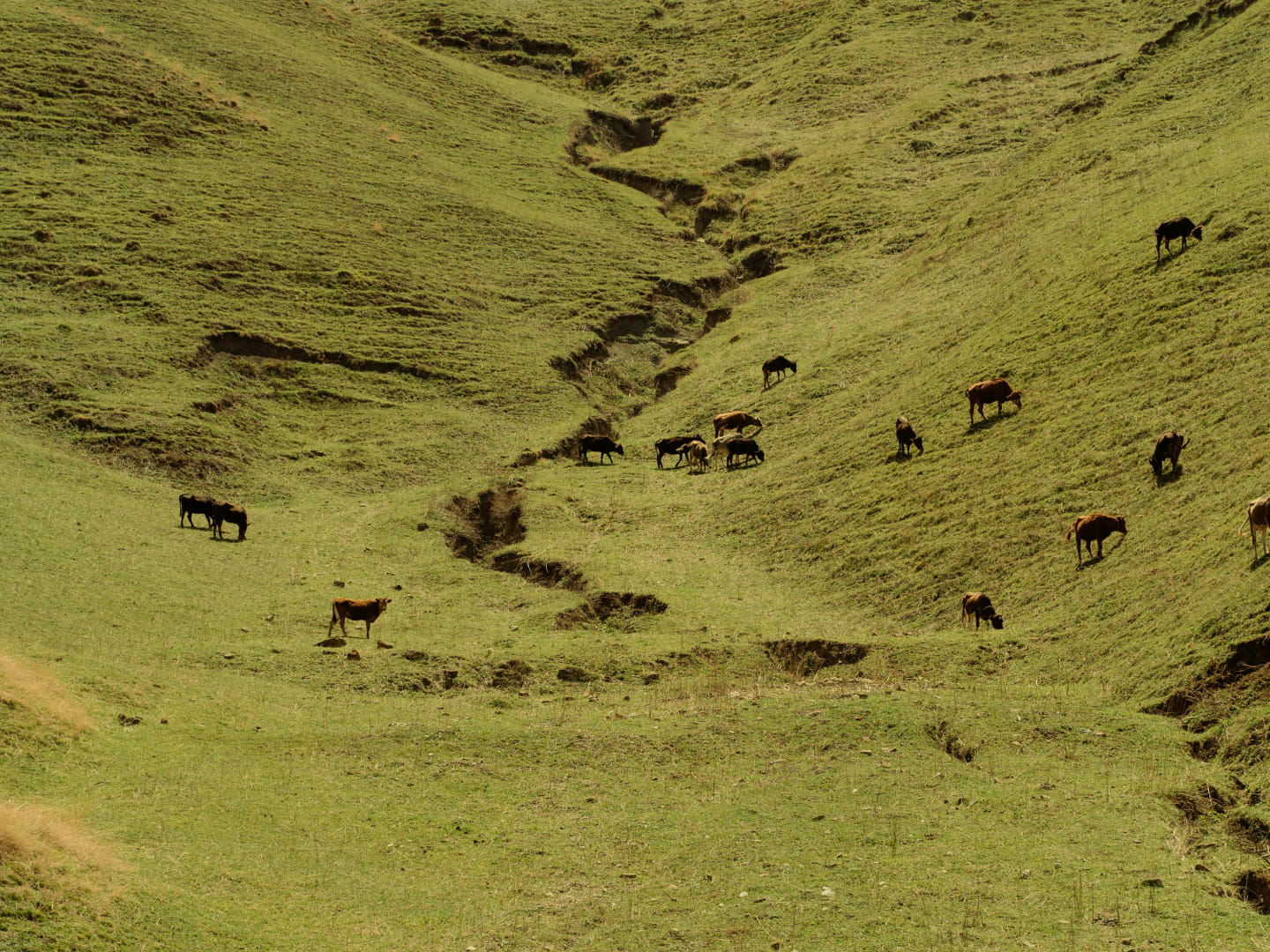 From soil to sip: the ARMRA® standard - ARMRA Colostrum