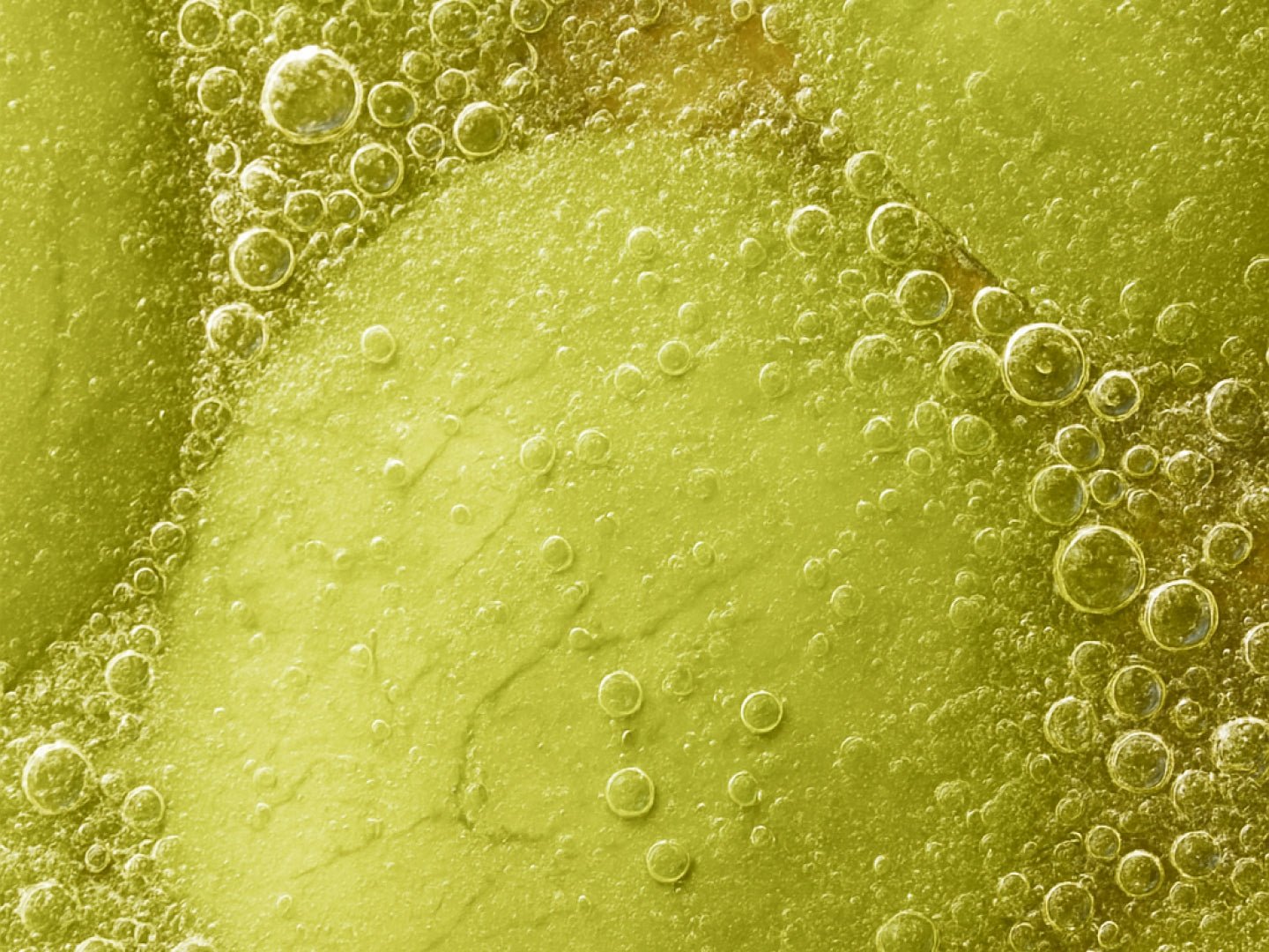 Inside the gut barrier: why it breaks down, and how it’s rebuilt - ARMRA Colostrum