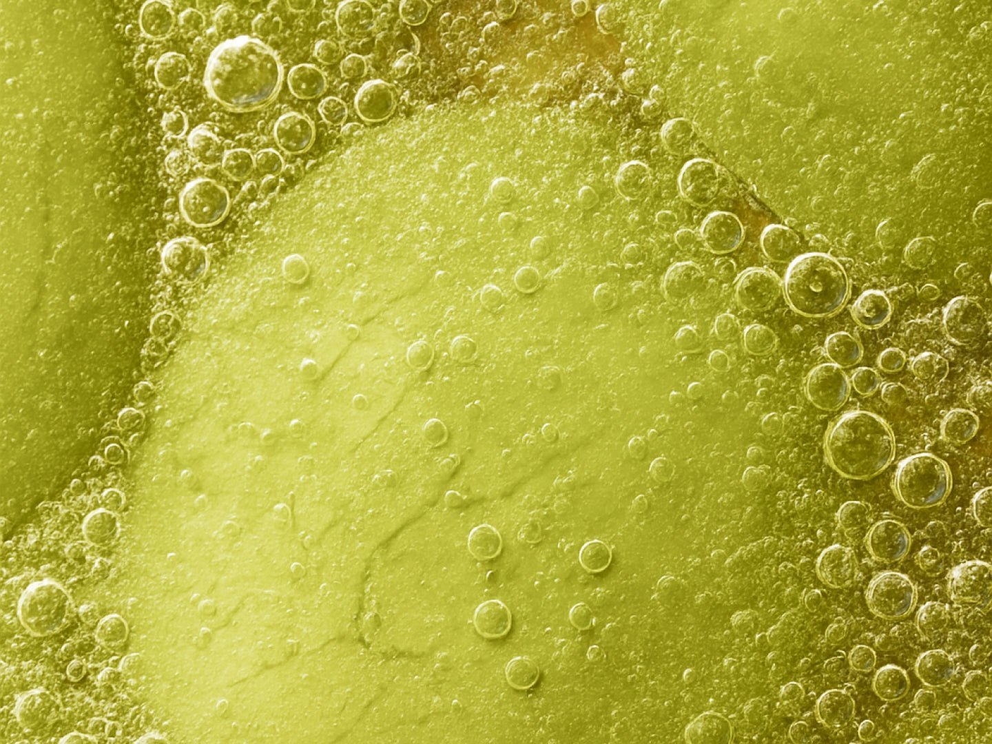 Inside the gut barrier: why it breaks down, and how it’s rebuilt - ARMRA Colostrum