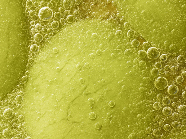 Inside the gut barrier: why it breaks down, and how it’s rebuilt