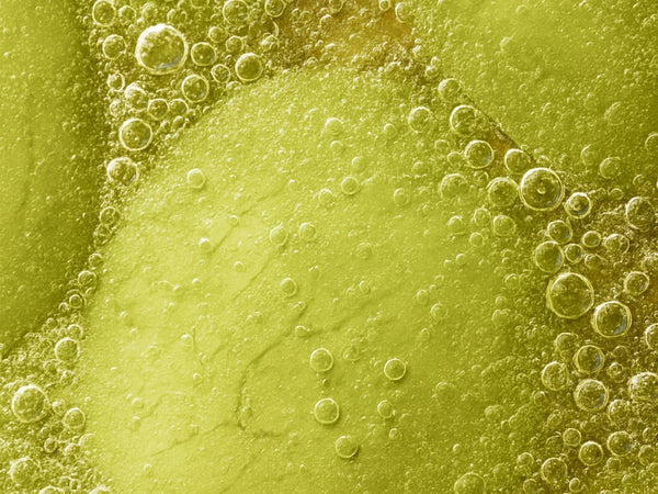 Inside the gut barrier: why it breaks down, and how it’s rebuilt
