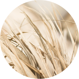 grass