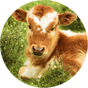 calf